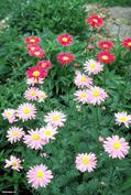 Persian insect flower